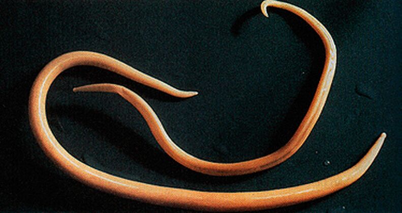 Parazitický červ, který se může dostat do lidského těla