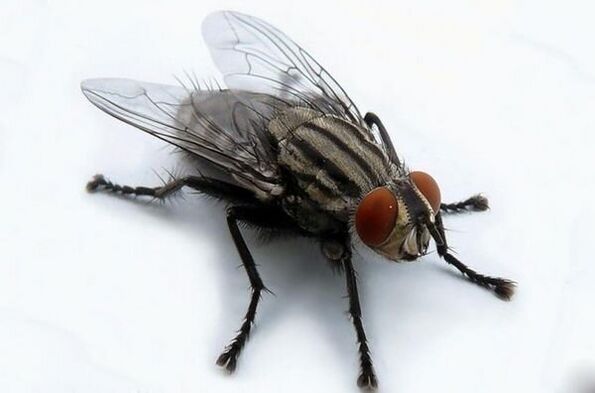 létat jako přenašeč lidských parazitů