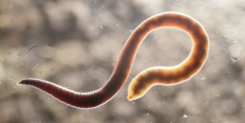 lidský pinworm červ